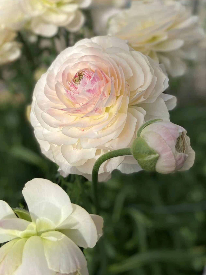 Ranunculus Romance™ Maritime