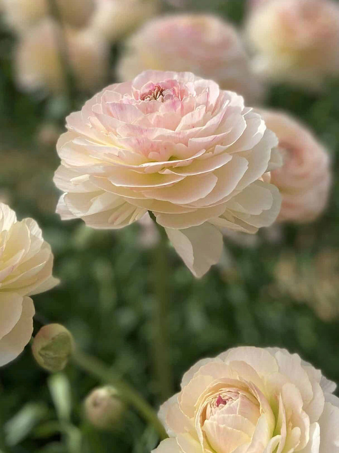 Ranunculus Romance™ Maritime
