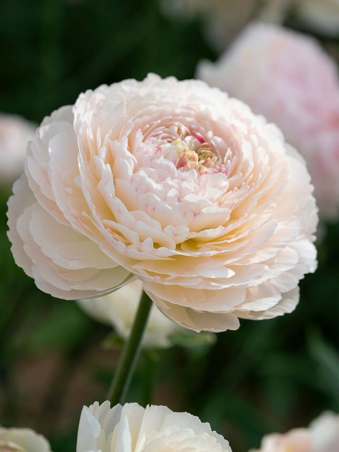 Ranunculus Romance™ Maritime