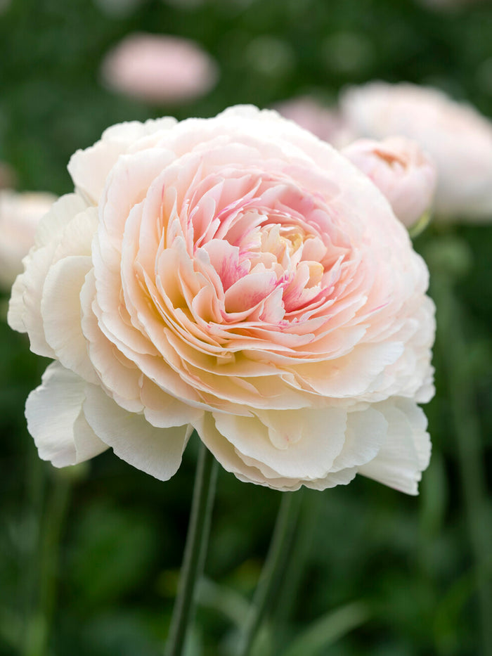 Ranunculus Romance™ Maritime