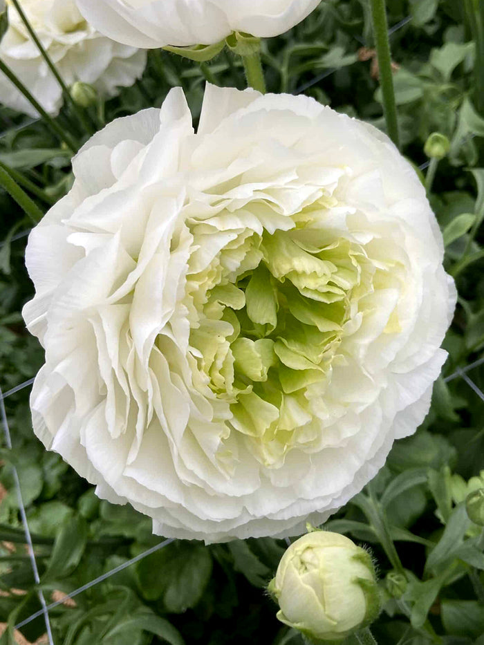 Ranunculus Romance™ Montenvers