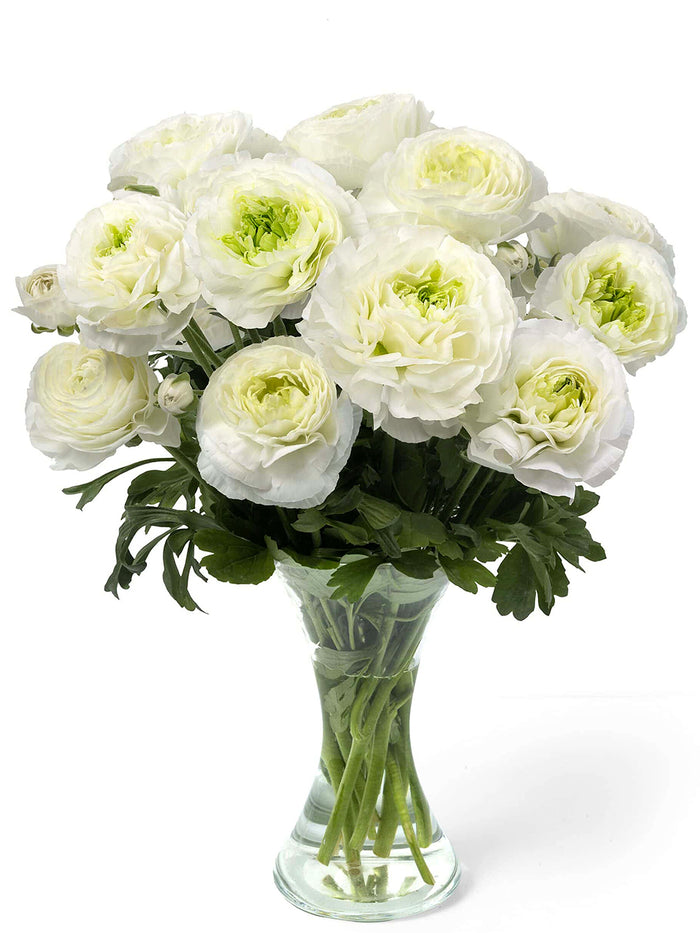 Ranunculus Romance™ Montenvers