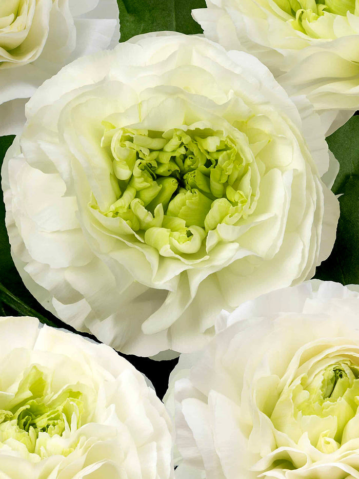 Ranunculus Romance™ Montenvers