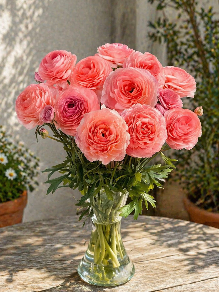 Ranunculus Romance™ Nohant