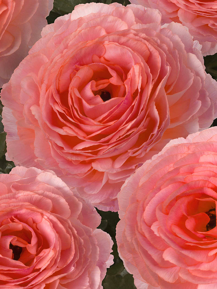 Ranunculus Romance™ Nohant
