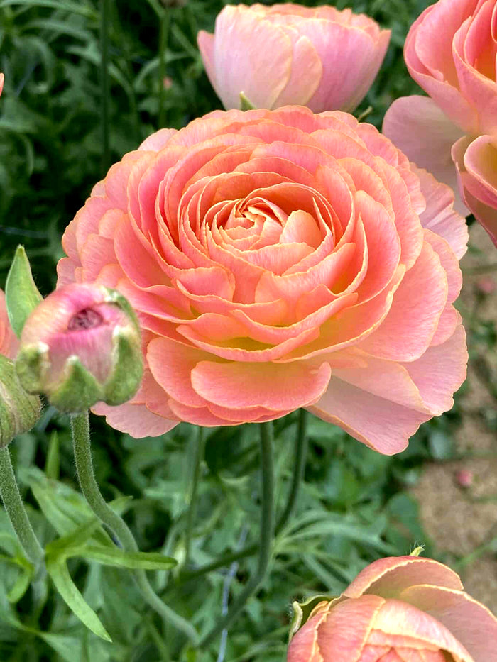 Ranunculus Romance™ Nohant