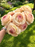Ranunculus Romance™ Orleans