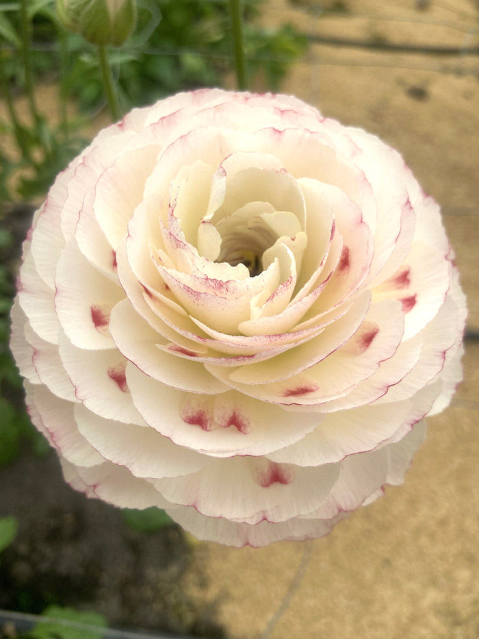 Ranunculus Romance™ Orleans