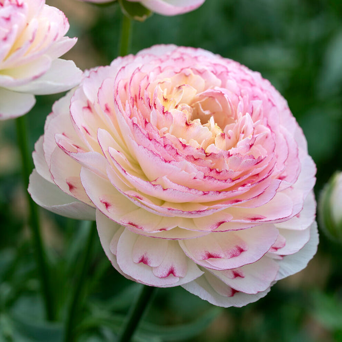 Ranunculus Romance™ Orleans