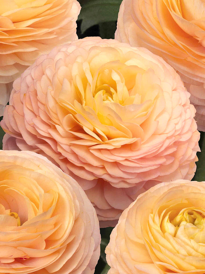 Ranunculus Romance™ Salerno