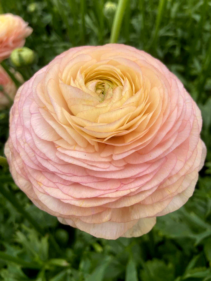 Ranunculus Romance™ Salerno