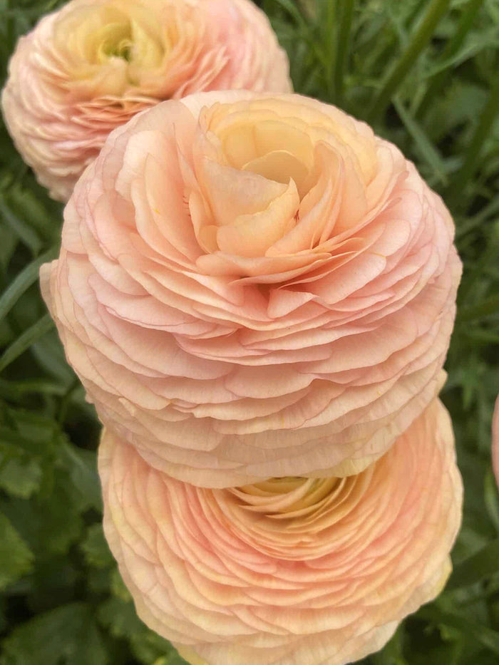 Ranunculus Romance™ Salerno