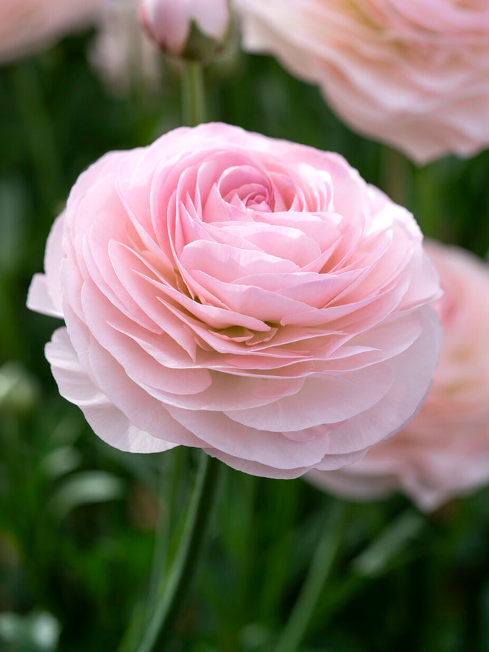 Ranunculus Romance™ Seine