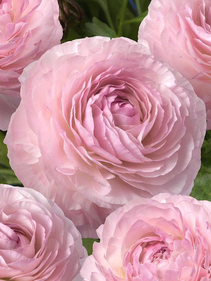 Ranunculus Romance™ Seine