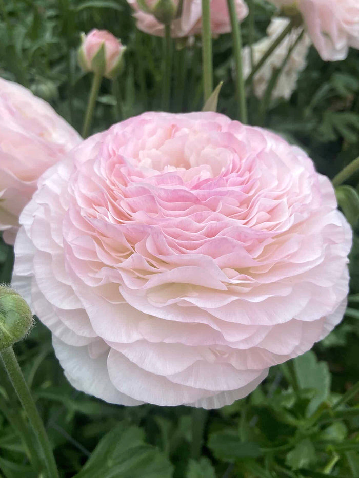Ranunculus Romance™ Seine