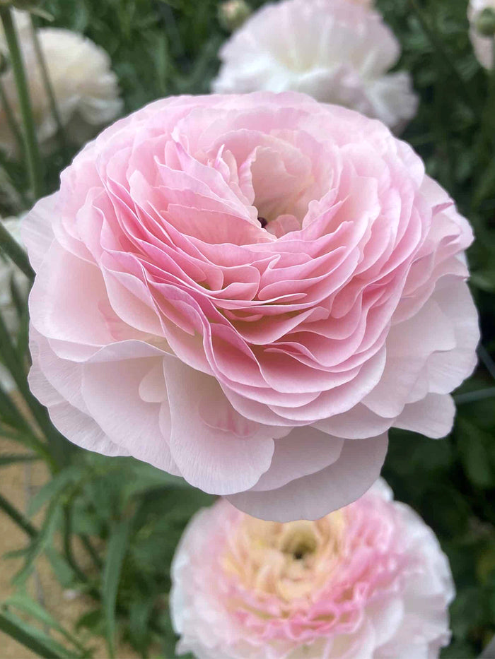 Ranunculus Romance™ Seine