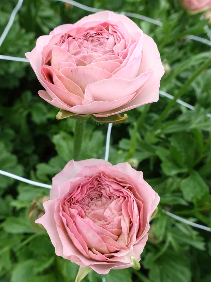 Ranunculus Romance™ Seine