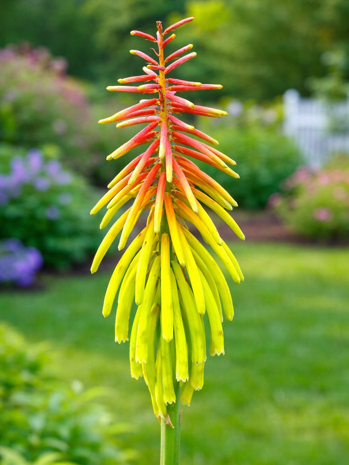 Red Hot Poker Rufa Rasta (Kniphofia)