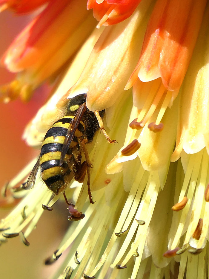 Red Hot Poker - Bare Root Perennial attracts pollinators