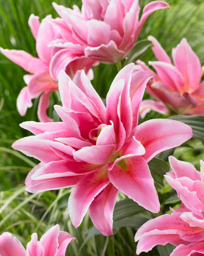 Double Lily Celina