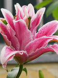 Double Lily Larissa