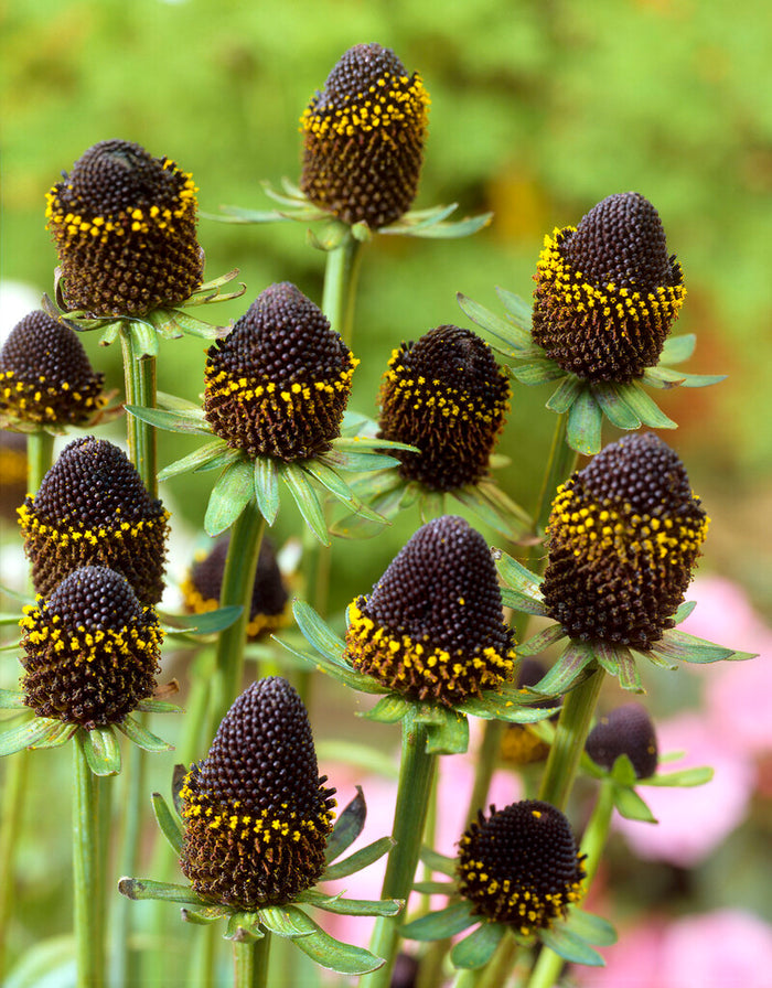 Rudbeckia Black Beauty - Coneflower