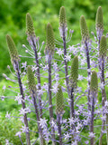 Scilla Blue Arrow