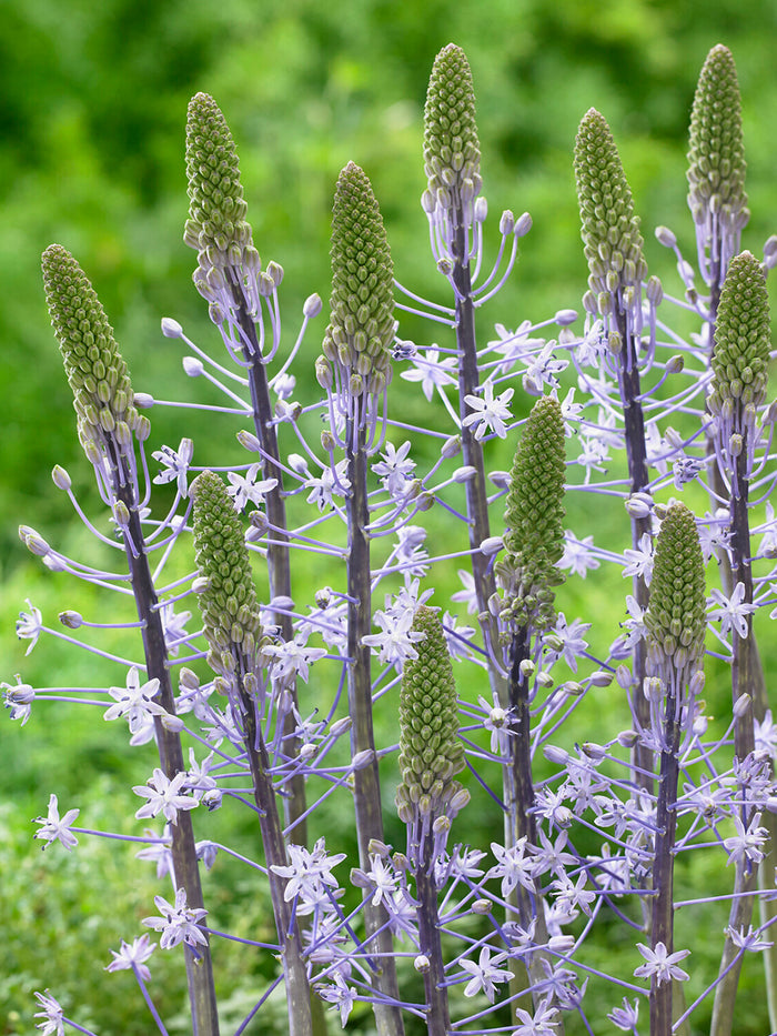 Scilla Blue Arrow