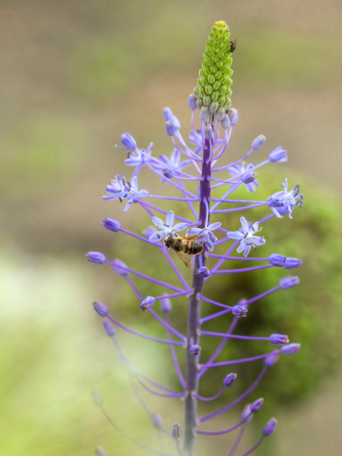 Scilla Blue Arrow