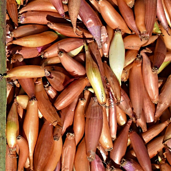 Shallot - Bulbs Starters