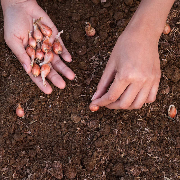 planting shallots