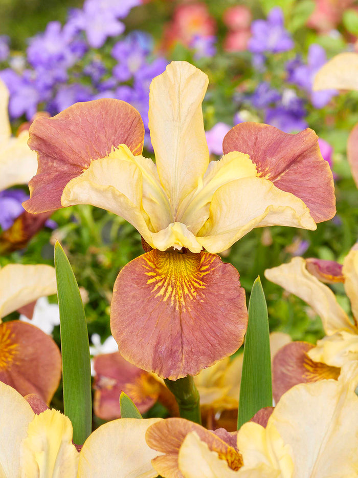 Siberian Iris 'Drink Your Tea' (Iris sibirica 'Drink Your Tea')