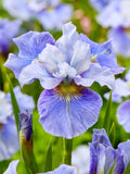 Siberian Iris 'Mission Bay' (Iris sibirica 'Mission Bay')