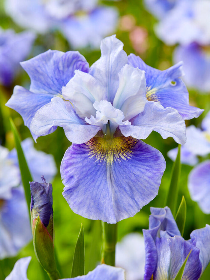 Siberian Iris 'Mission Bay' (Iris sibirica 'Mission Bay')