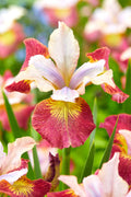 Siberian Iris Sugar Rush Bare Roots