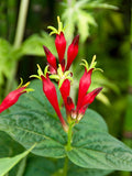 Spigelia marilandica Little Redhead (Indian Pink)