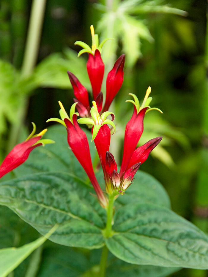 Spigelia marilandica Little Redhead (Indian Pink)