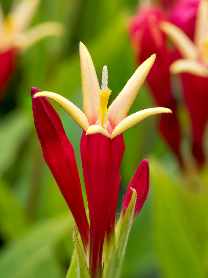 Spigelia marilandica Little Redhead (Indian Pink)