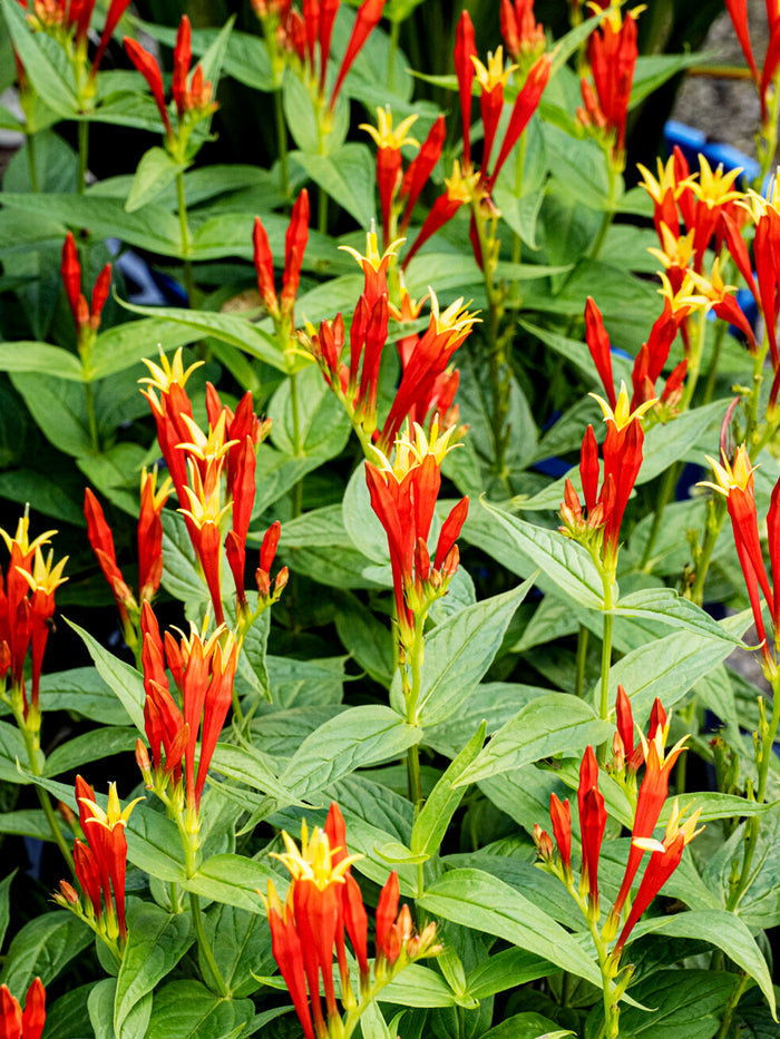 Spigelia marilandica Little Redhead (Indian Pink)