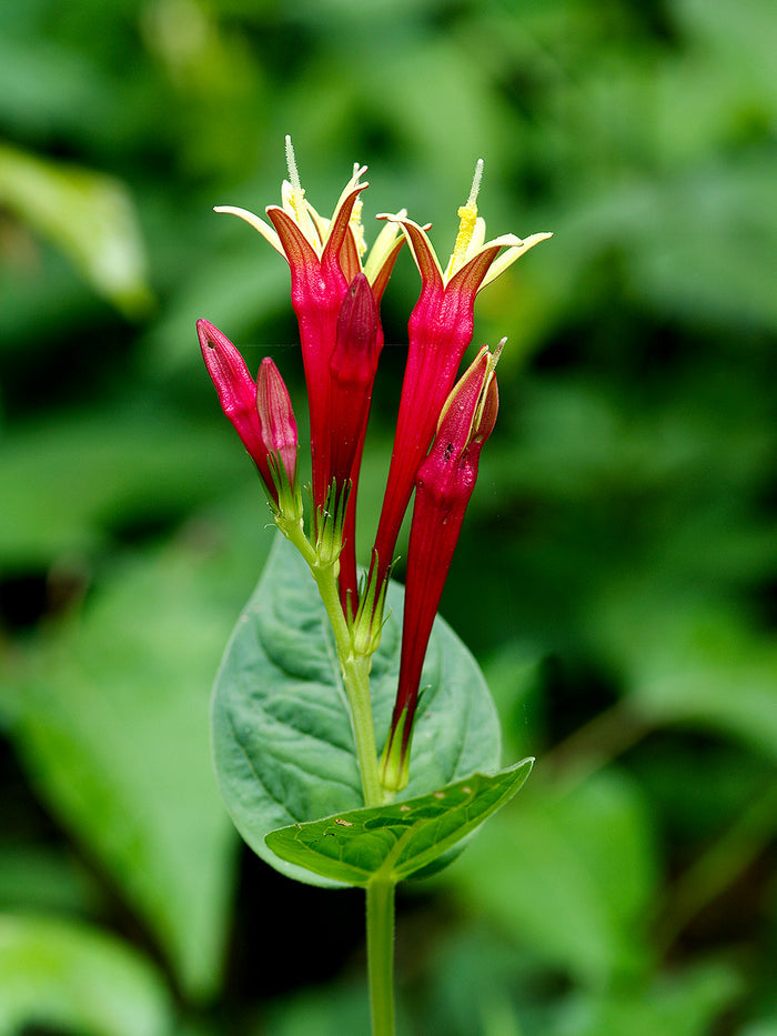 Spigelia marilandica Little Redhead (Indian Pink)
