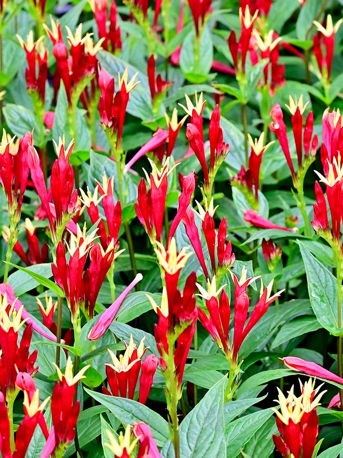Spigelia marilandica Little Redhead (Indian Pink)