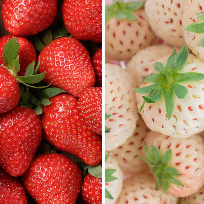 strawberries