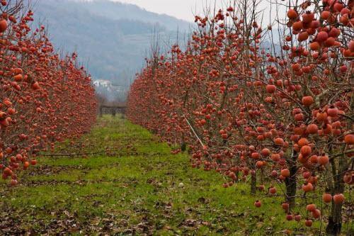 Persimmon Tree