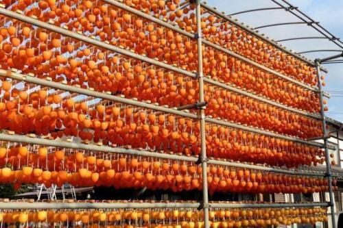 Drying Persimmons