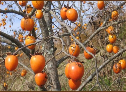 Fresh Persimmon