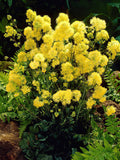 Thalictrum Flavum (Meadow Rue) Bare Roots