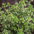 variegated lemon thyme