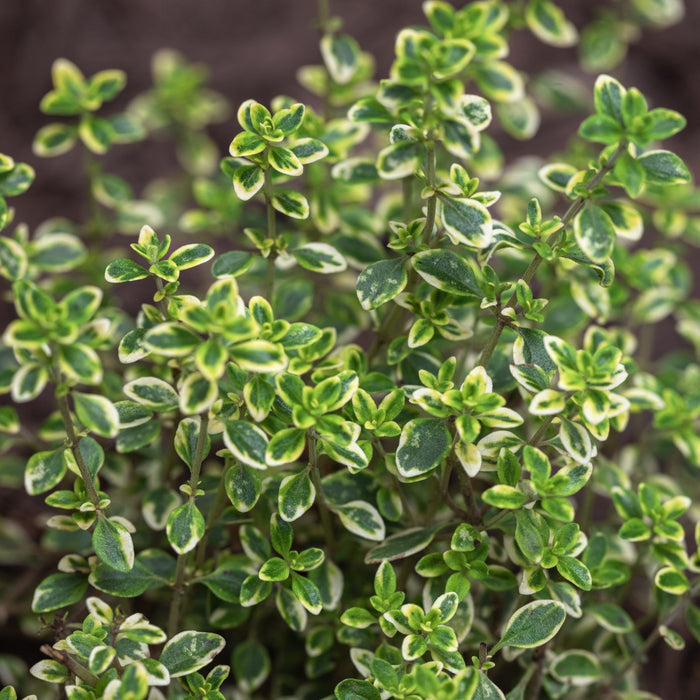 variegated lemon thyme