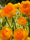 Trollius Orange Crest (Globeflower)